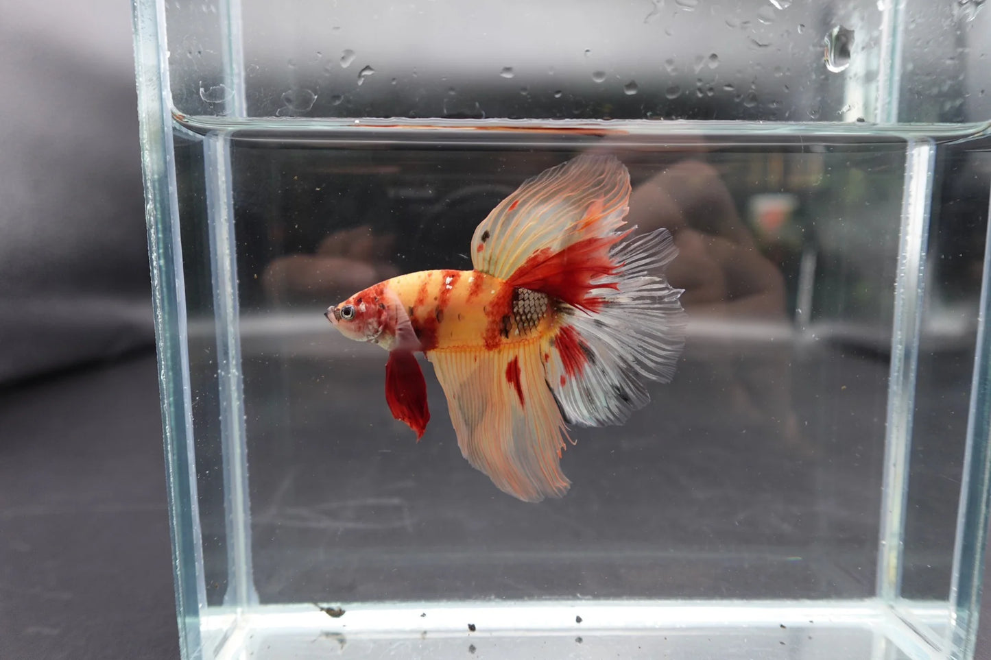 Rare Giant Halfmoon Nemo Betta Fish (Male)