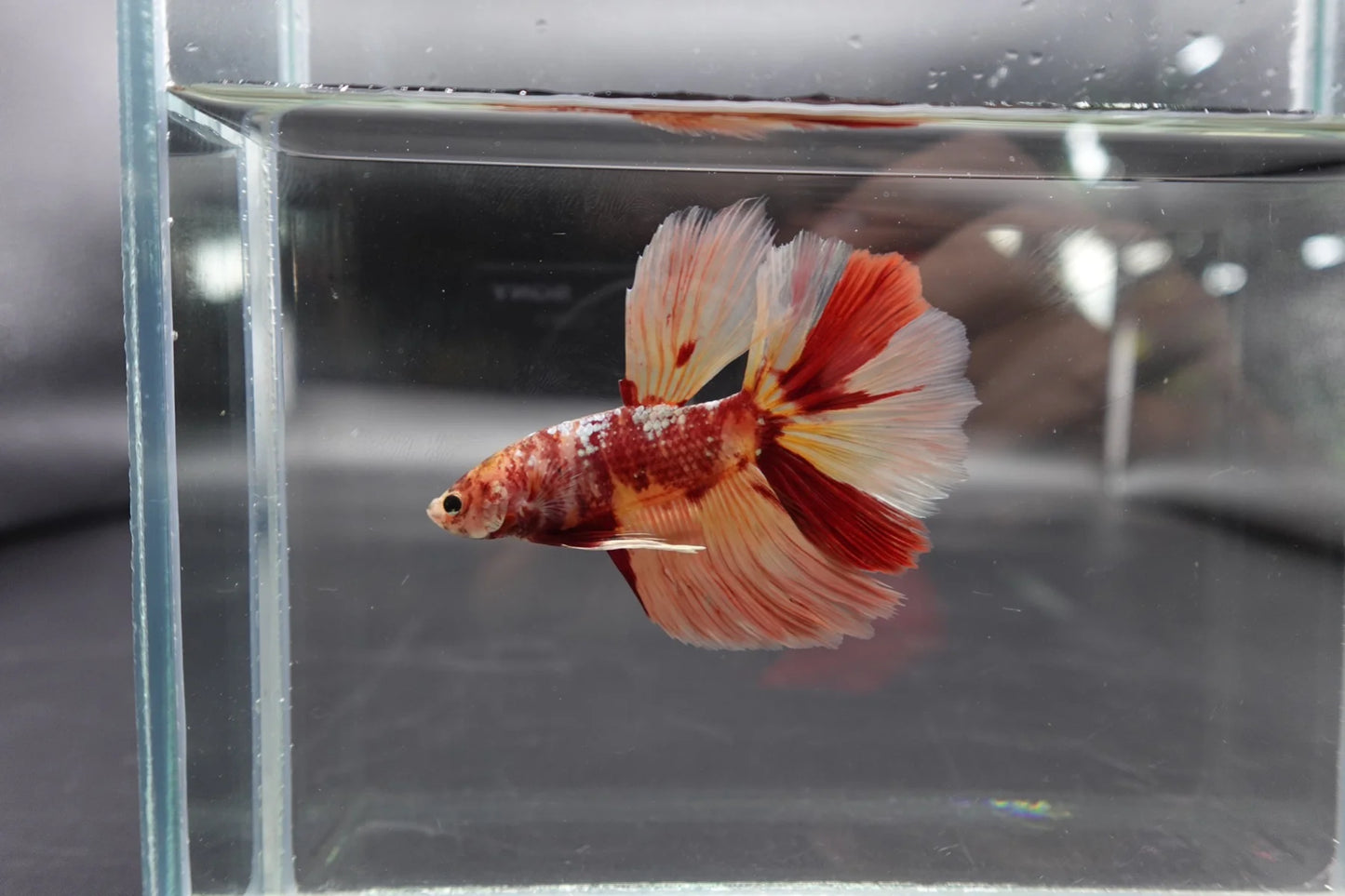 Rare Giant Halfmoon Nemo Betta Fish (Male)