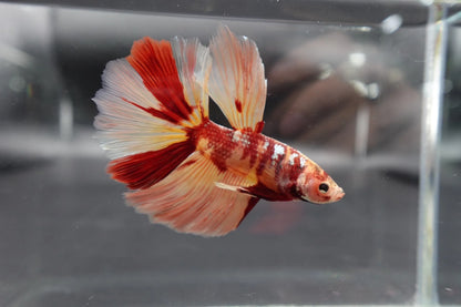 Rare Giant Halfmoon Nemo Betta Fish (Male)
