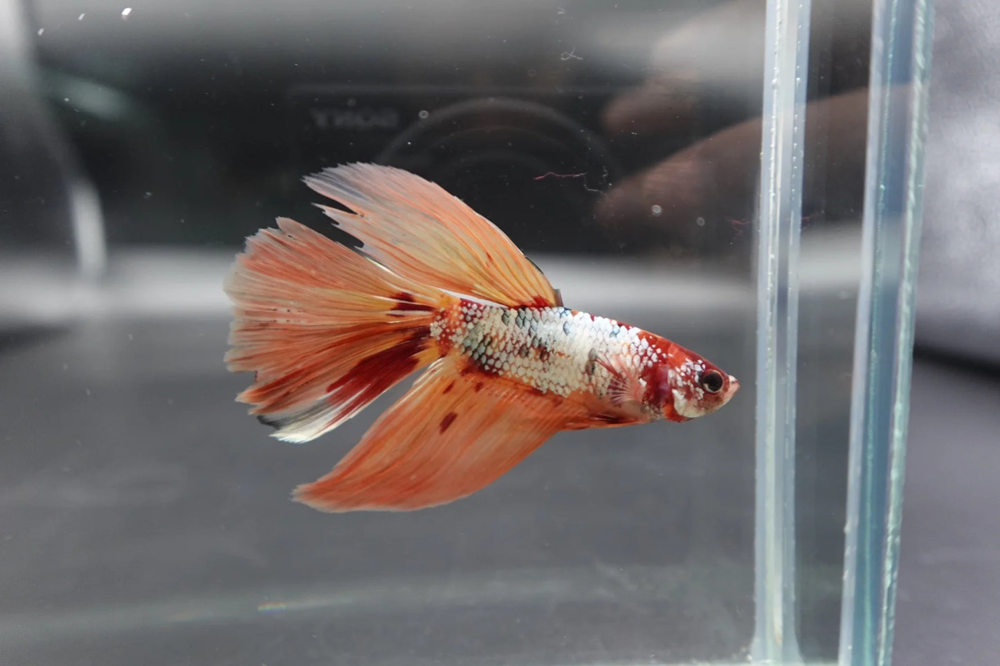 Rare Giant Halfmoon Nemo Copper Betta Fish (Male)
