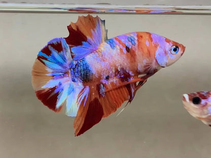 Rare Pair Koi Multicolors Betta Fish (Male & Female)