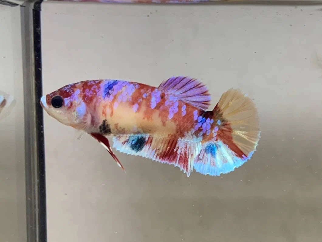 Rare Pair Koi Multicolors Betta Fish (Male & Female)