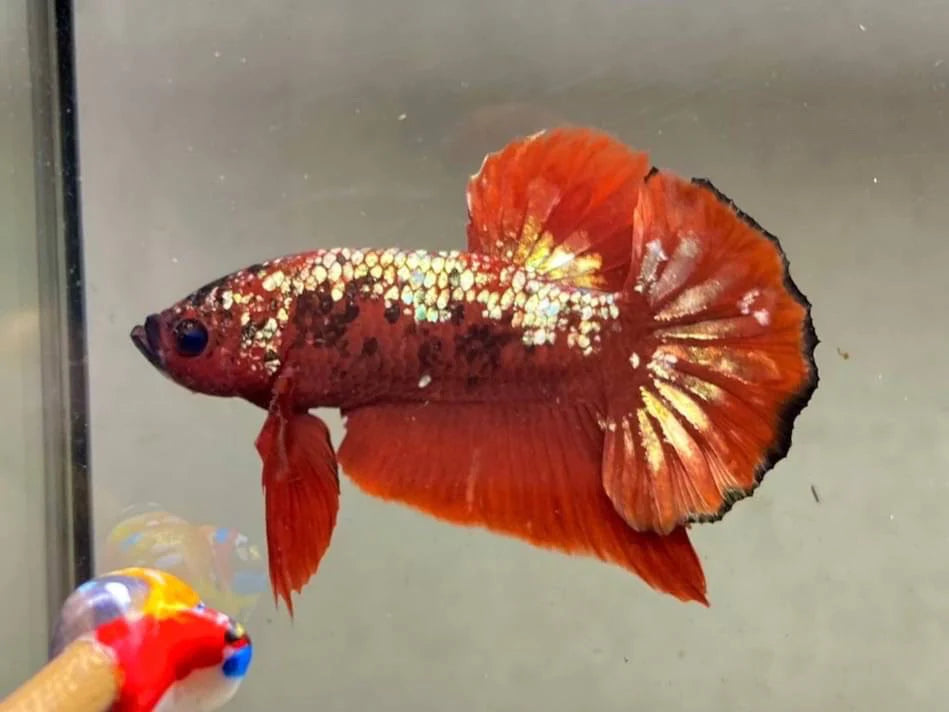Rare Pair Red Copper Betta Fish (Male & Female)