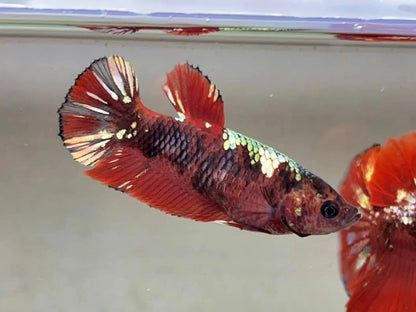 Rare Pair Red Copper Betta Fish (Male & Female)