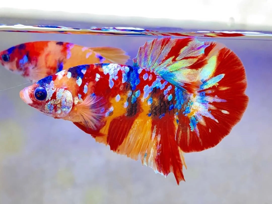 Rare Pair Koi Multicolors Betta Fish (Male & Female)