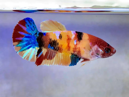 Rare Pair Koi Multicolors Betta Fish (Male & Female)