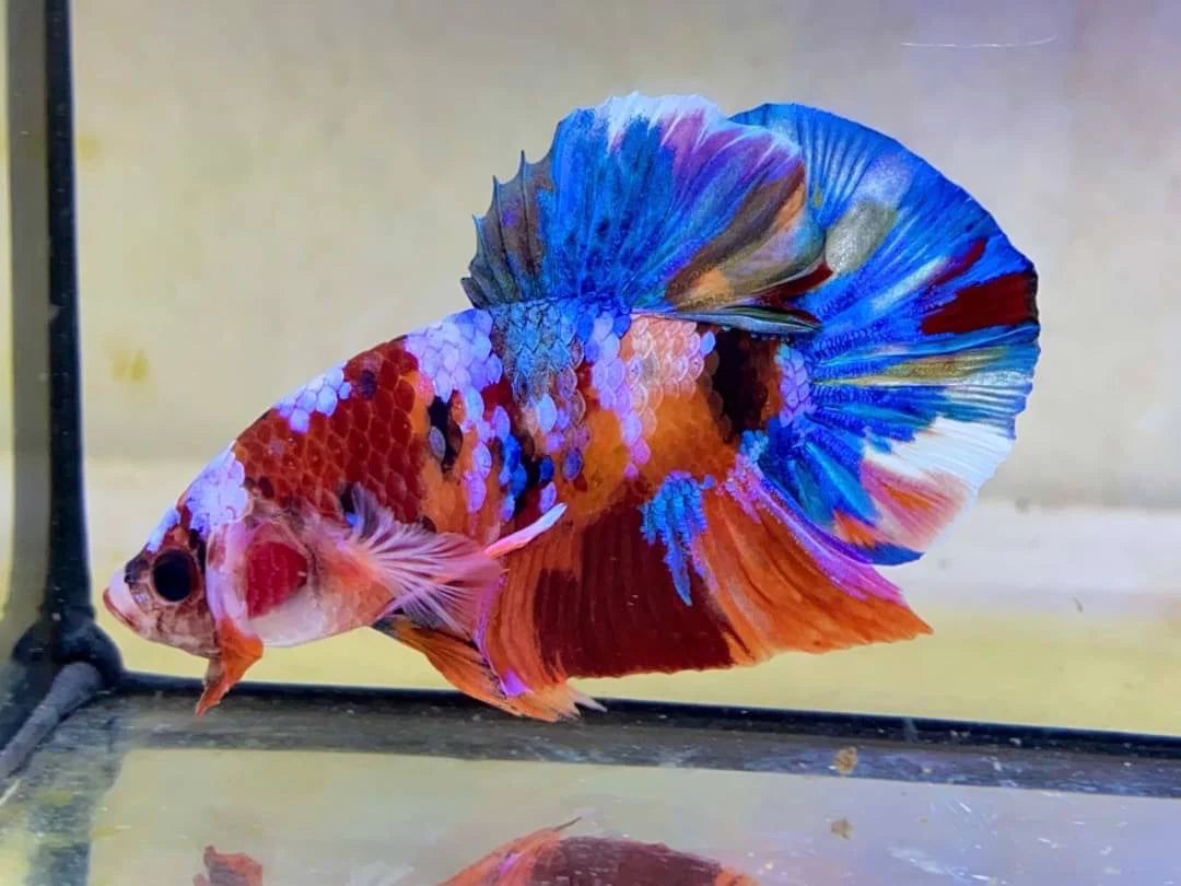 Rare Pair Koi Multicolors Betta Fish (Male & Female)