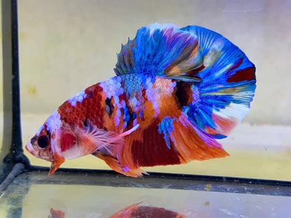 Rare Pair Koi Multicolors Betta Fish (Male & Female)