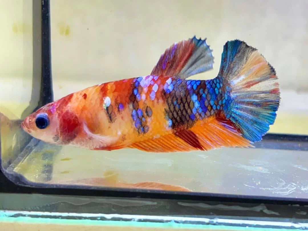 Rare Pair Koi Multicolors Betta Fish (Male & Female)