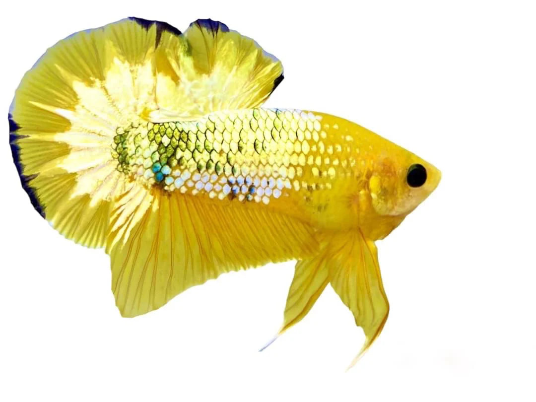 Pair Yellow Copper Startail Betta Fish (Male & Female)