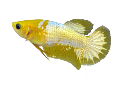 Pair Yellow Copper Startail Betta Fish (Male & Female)