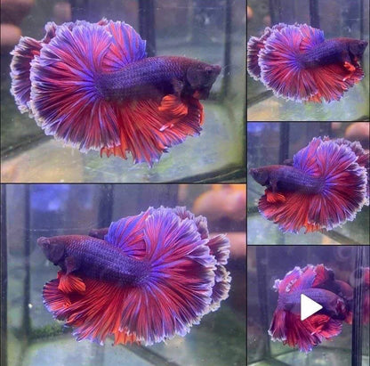 Halfmoon Purple Betta Fish (Male)