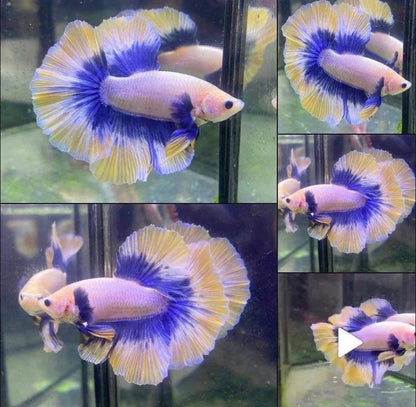 Halfmoon Butterfly Mustard Betta Fish (Male)