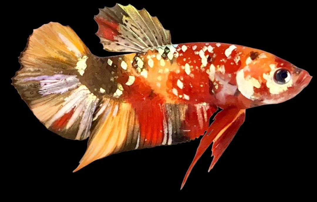Rare Pair Copper Multicolors Betta Fish (Male & Female)