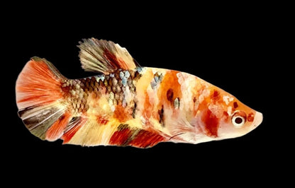Rare Pair Copper Multicolors Betta Fish (Male & Female)