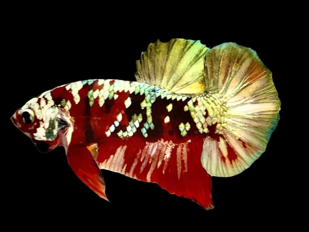 Rare Pair Copper Multicolors Betta Fish (Male & Female)