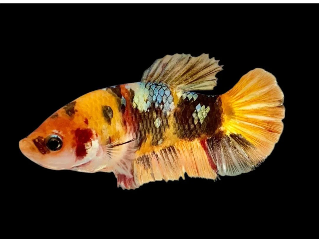 Rare Pair Copper Multicolors Betta Fish (Male & Female)