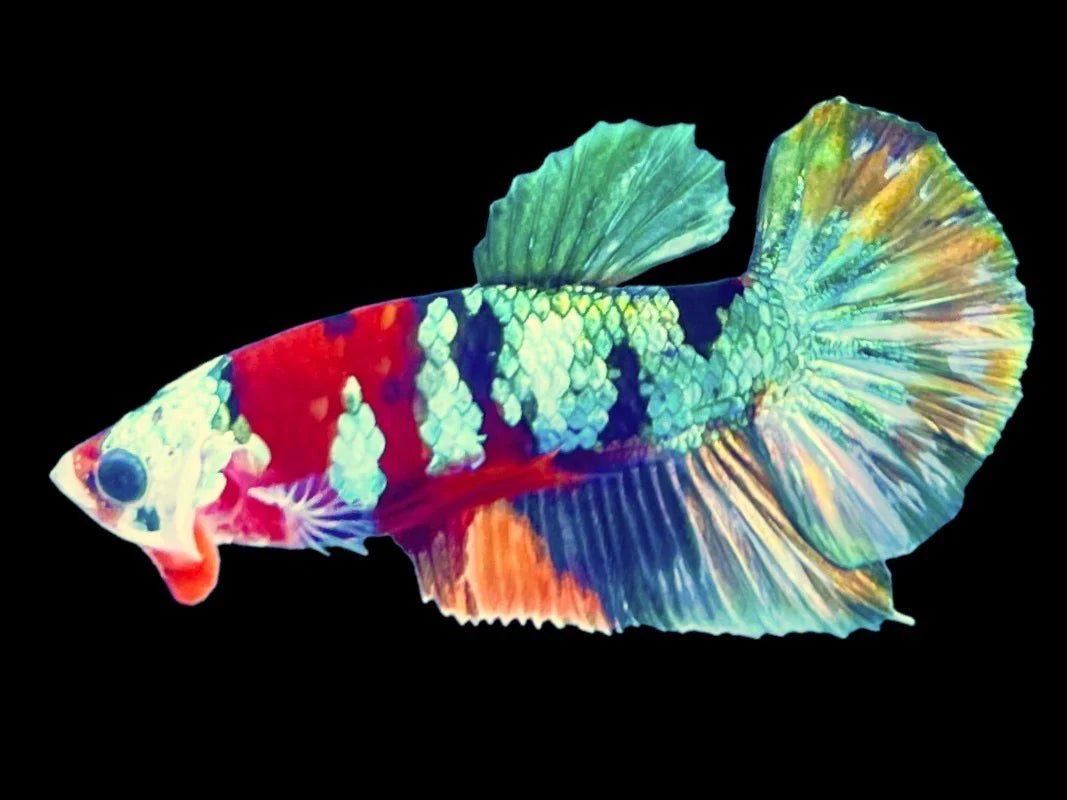 Rare Pair Copper Multicolors Betta Fish (Male & Female)