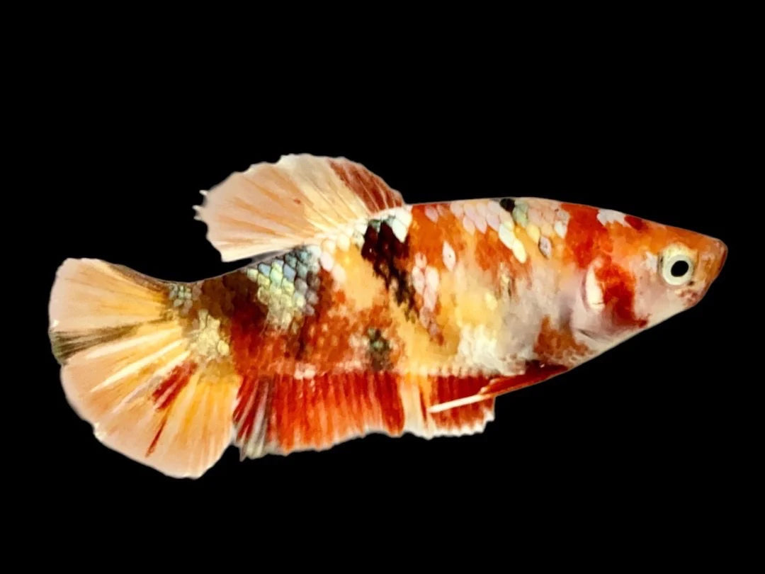 Rare Pair Copper Multicolors Betta Fish (Male & Female)