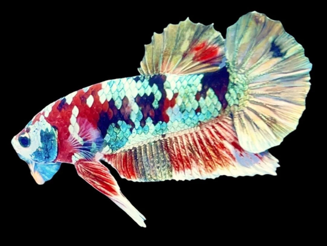 Rare Pair Copper Multicolors Betta Fish (Male & Female)