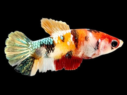 Rare Pair Copper Multicolors Betta Fish (Male & Female)