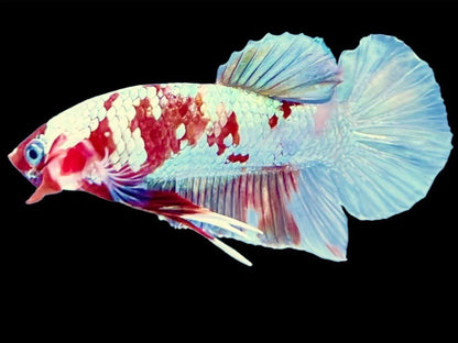 Rare Pair Copper Multicolors Betta Fish (Male & Female)