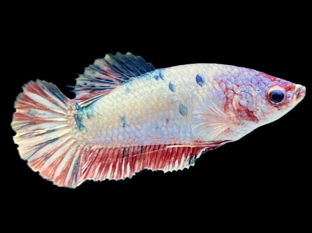 Rare Pair Copper Multicolors Betta Fish (Male & Female)