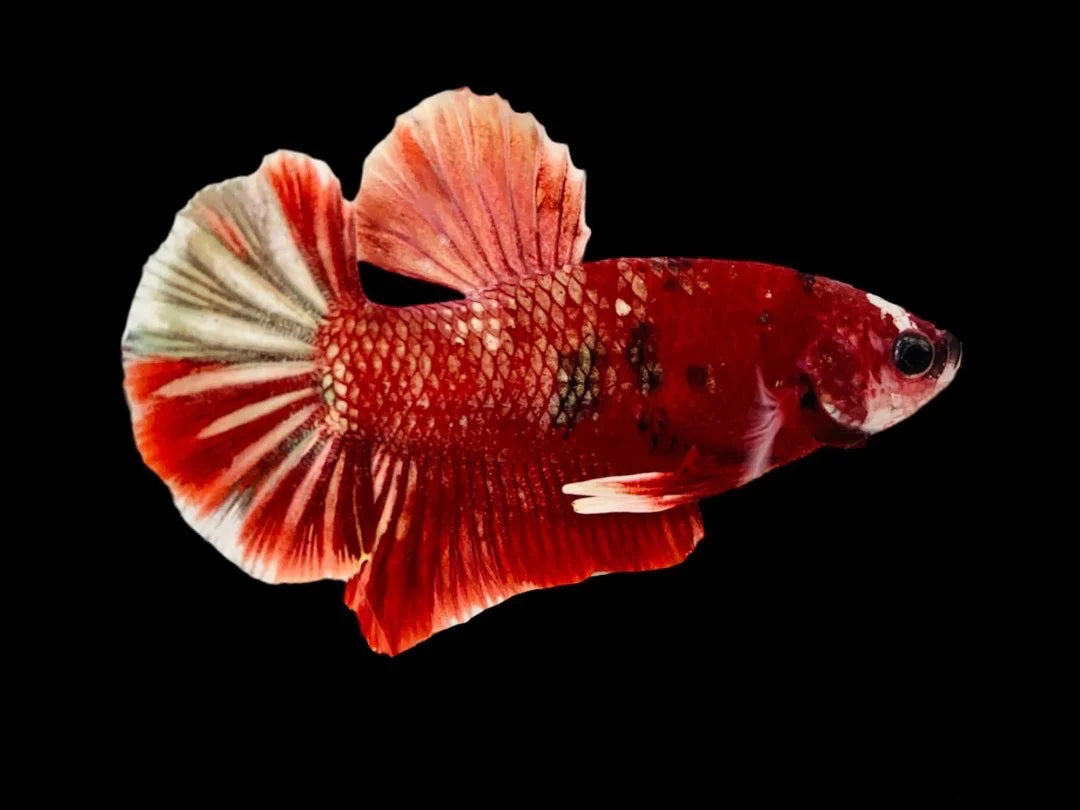 Rare Pair Red Copper Betta Fish (Male & Female)