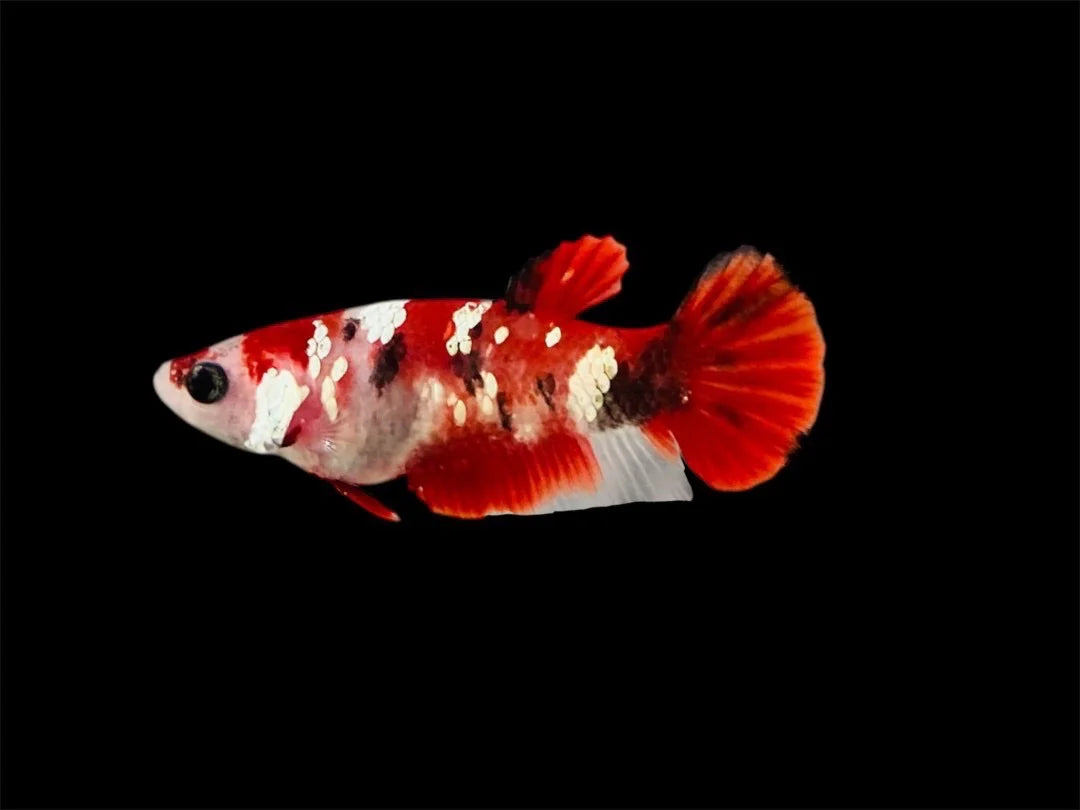 Rare Pair Red Copper Betta Fish (Male & Female)