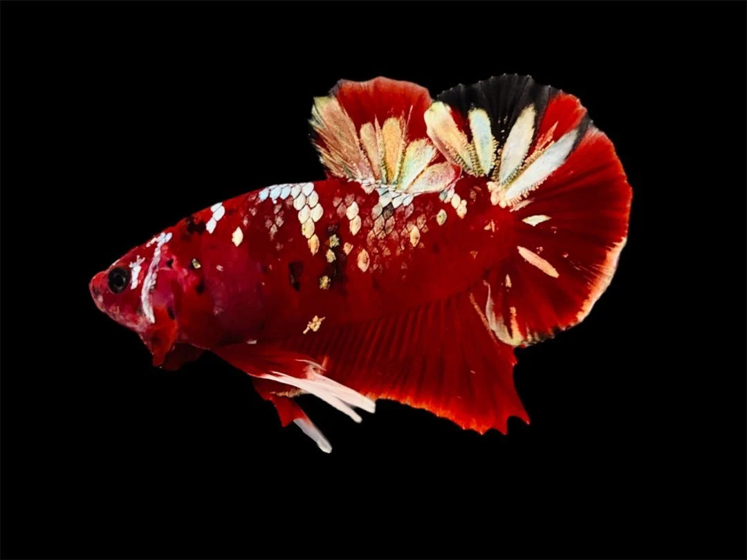 Rare Pair Red Copper Betta Fish (Male & Female)