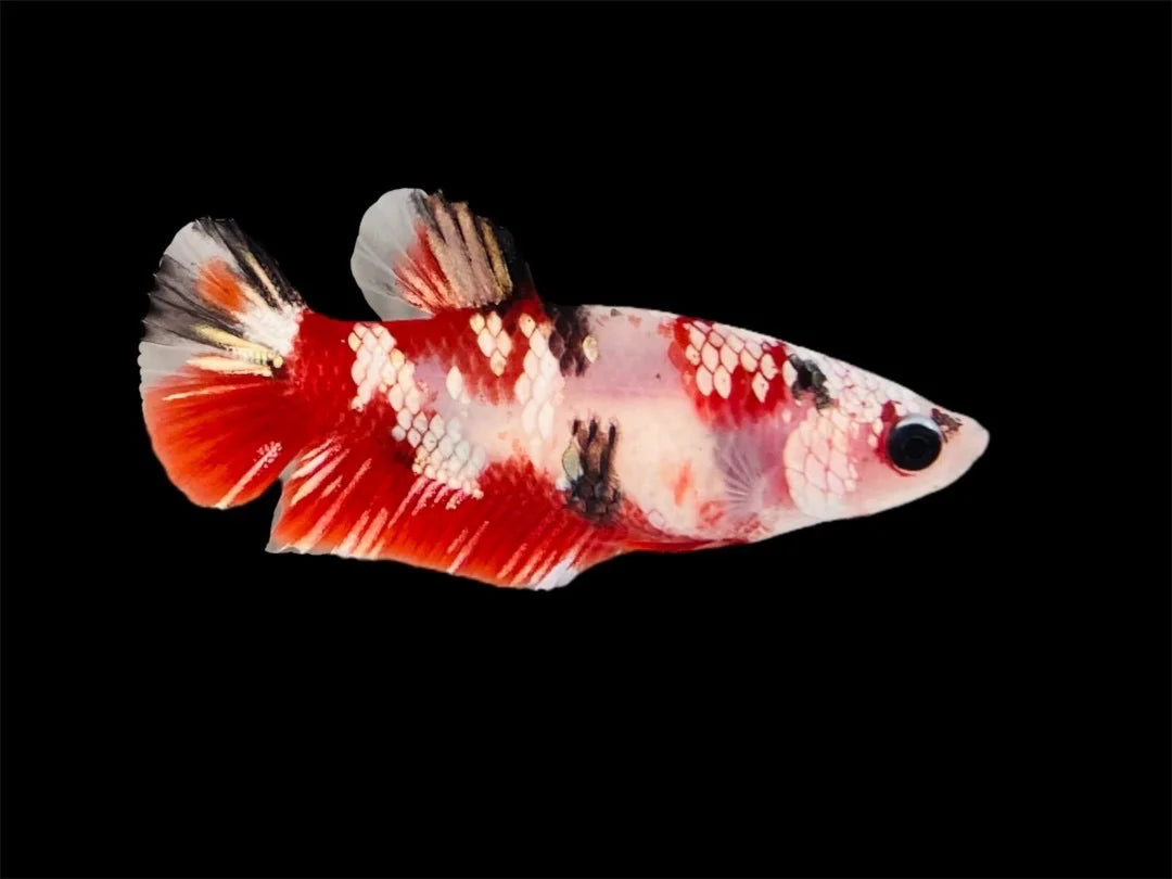 Rare Pair Red Copper Betta Fish (Male & Female)