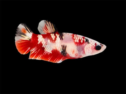 Rare Pair Red Copper Betta Fish (Male & Female)