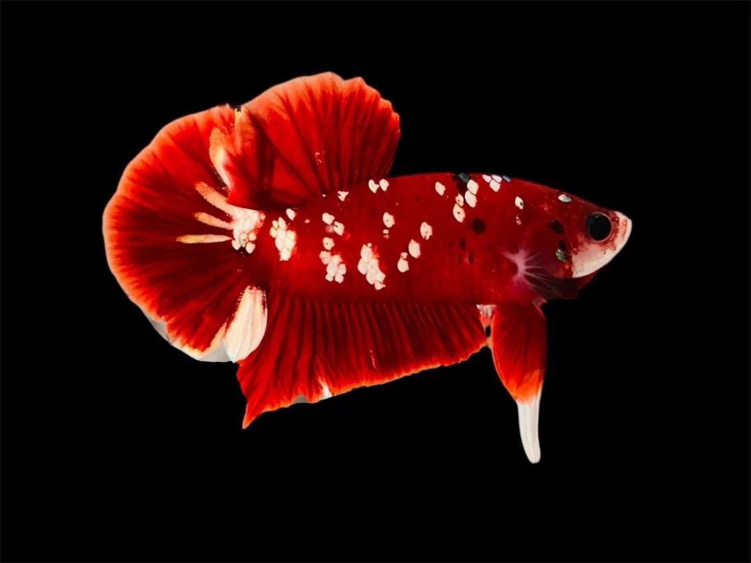 Rare Pair Red Copper Betta Fish (Male & Female)
