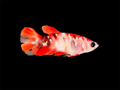 Rare Pair Red Copper Betta Fish (Male & Female)