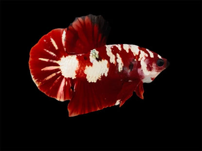 Rare Pair Red Copper Betta Fish (Male & Female)