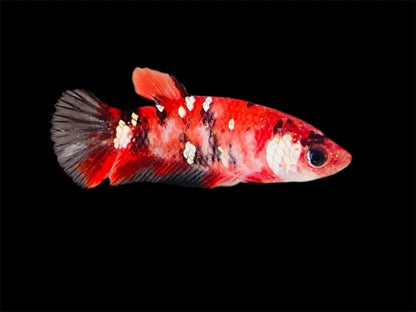 Rare Pair Red Copper Betta Fish (Male & Female)