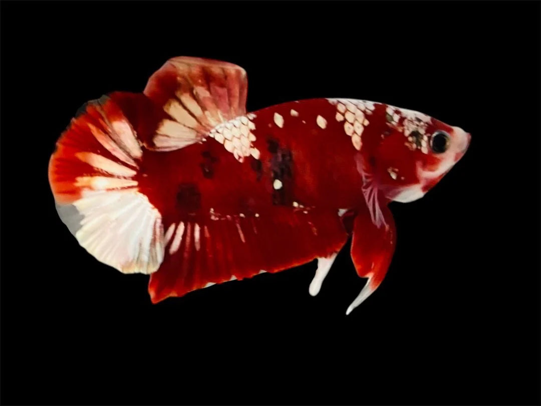 Rare Pair Red Copper Betta Fish (Male & Female)