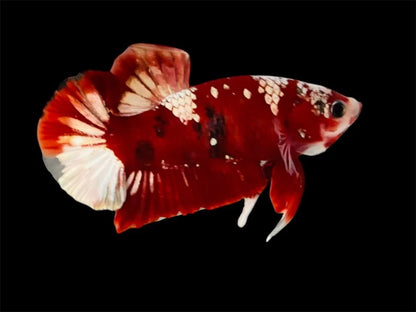 Rare Pair Red Copper Betta Fish (Male & Female)