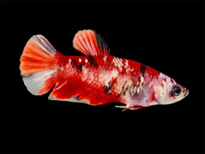 Rare Pair Red Copper Betta Fish (Male & Female)