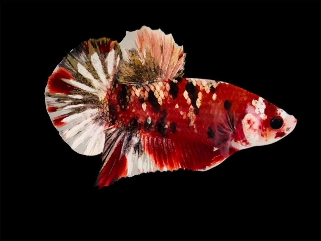 Rare Pair Red Copper Betta Fish (Male & Female)