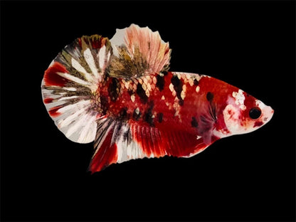 Rare Pair Red Copper Betta Fish (Male & Female)