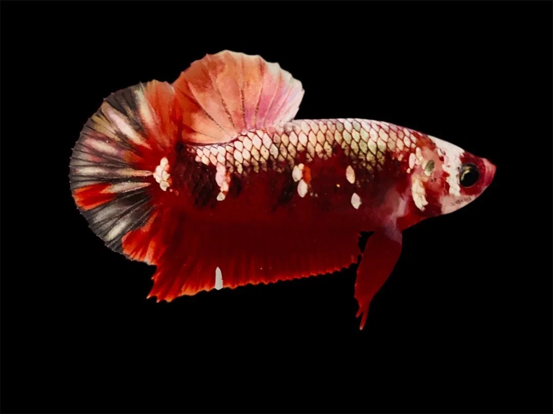 Rare Pair Red Copper Betta Fish (Male & Female)