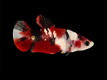 Rare Pair Red Copper Betta Fish (Male & Female)