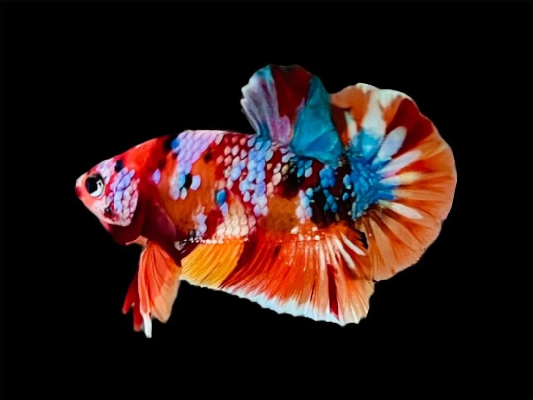 Rare Pair Koi Multicolors Betta Fish (Male & Female)