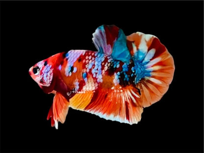 Rare Pair Koi Multicolors Betta Fish (Male & Female)