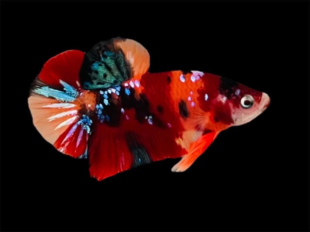 Rare Pair Koi Multicolors Betta Fish (Male & Female)
