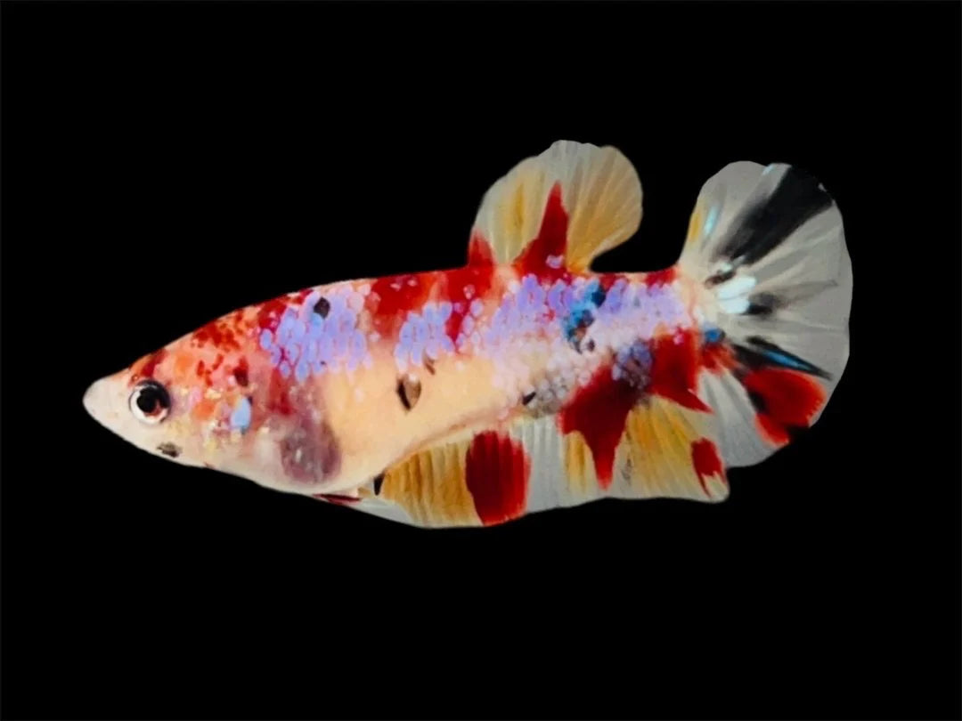 Rare Pair Koi Multicolors Betta Fish (Male & Female)
