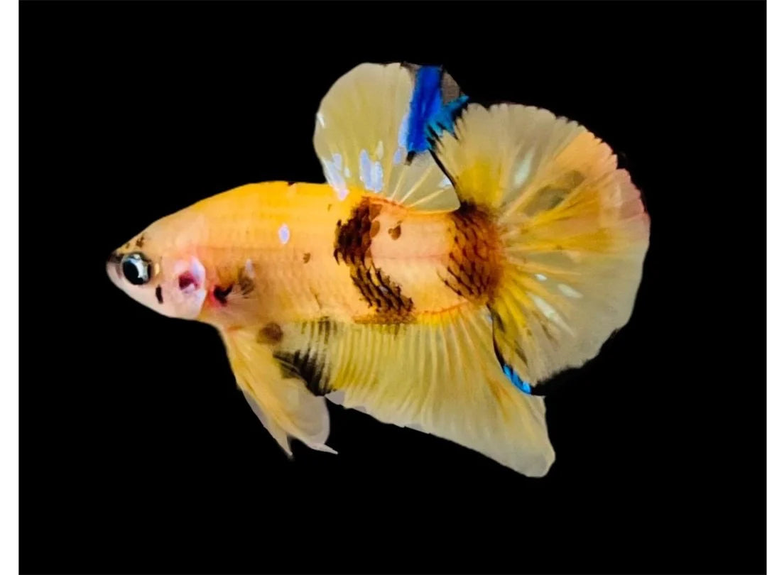 Rare Pair Yellow Tiger Betta Fish (Male & Female)