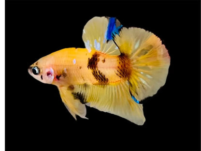 Rare Pair Yellow Tiger Betta Fish (Male & Female)