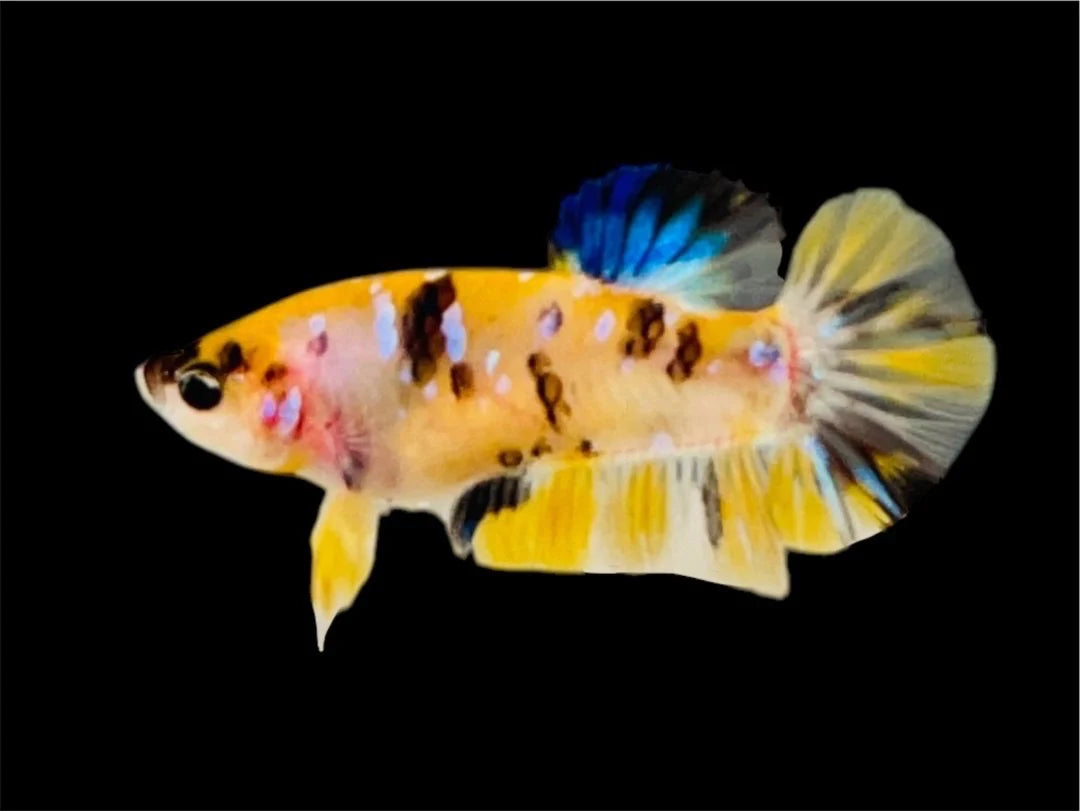 Rare Pair Yellow Tiger Betta Fish (Male & Female)